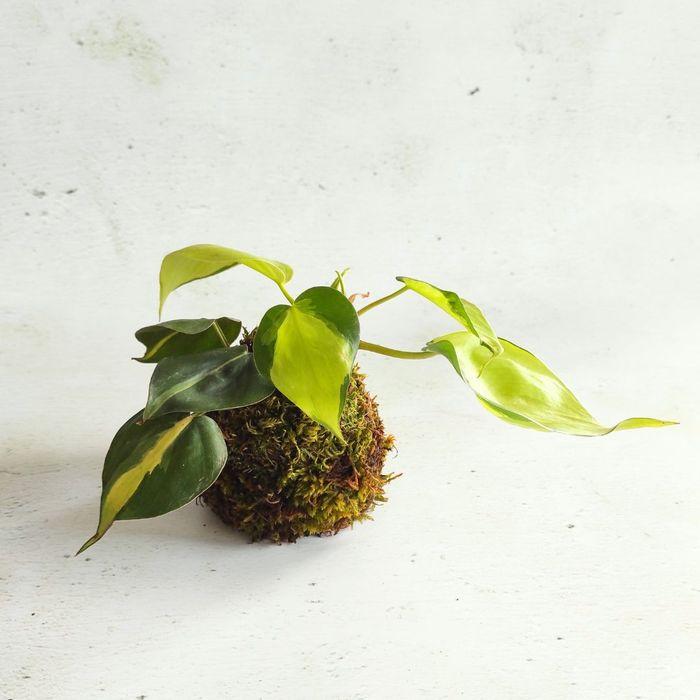 Atelier kokedama