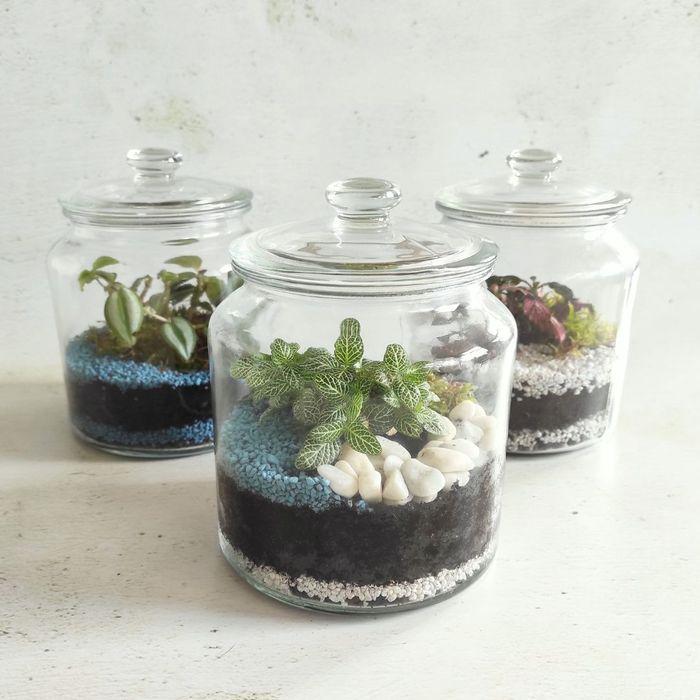 Atelier terrarium
