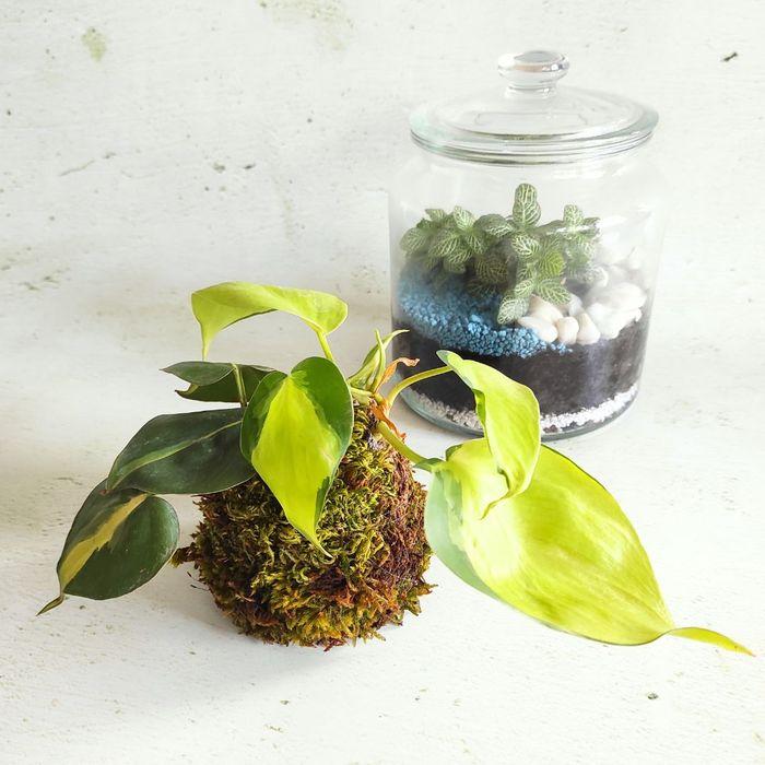 Atelier kokedama