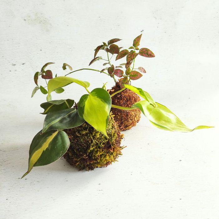Atelier kokedama