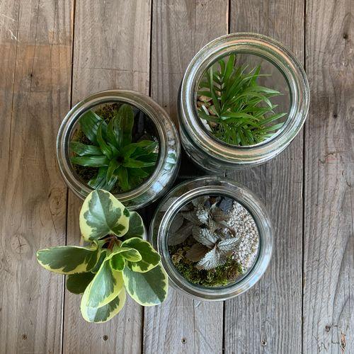 Atelier terrarium