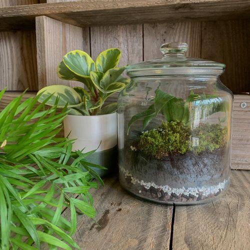 Atelier terrarium