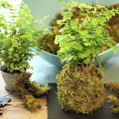 Atelier kokedama